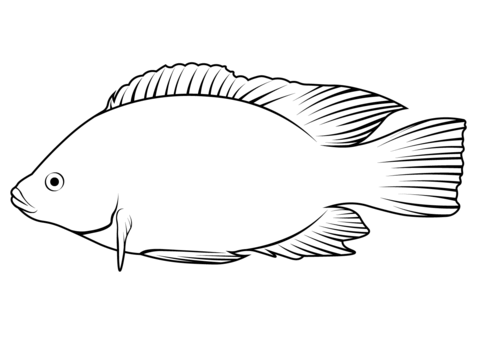 Mozambique Tilapia (Oreochromis Mossambicus) Coloring Page